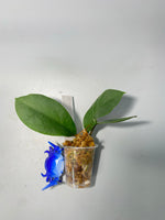 Hoya epc 1016 hybrid (incrassata x acuta) - active growth