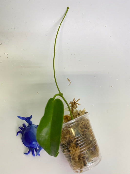 Hoya onychoides - unrooted