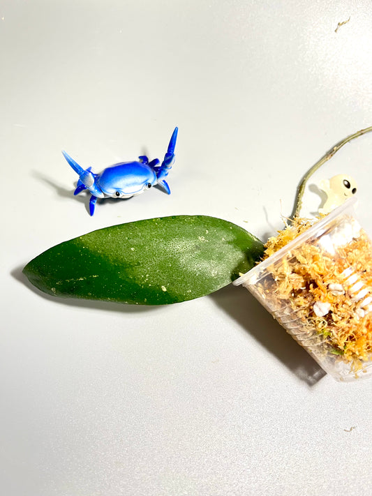 Hoya padangensis / uncinata- Unrooted