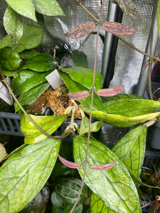 Hoya sigillatis sunstressed - fresh cut 3 nodes.