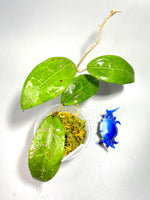 Hoya ut002 / ut-002 - has some roots