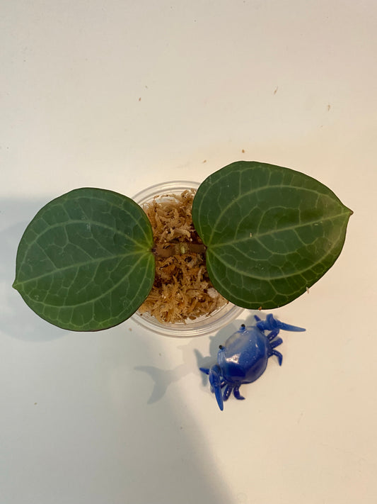 Hoya Sarawak - unrooted