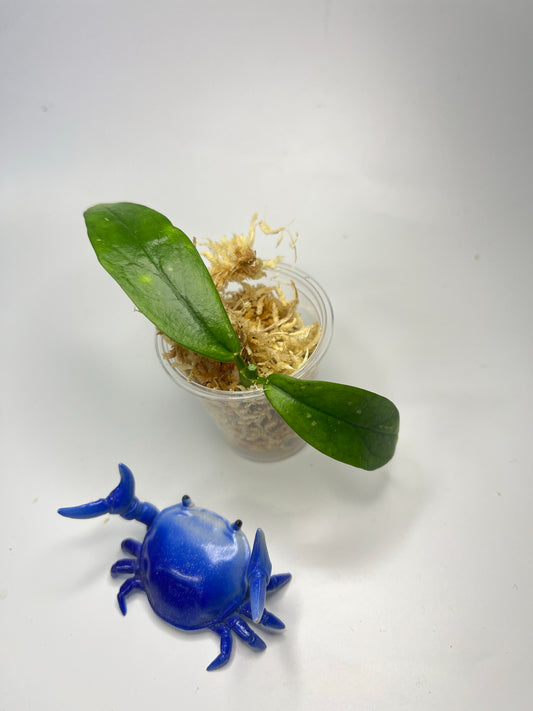 Hoya lobbii orange - Unrooted