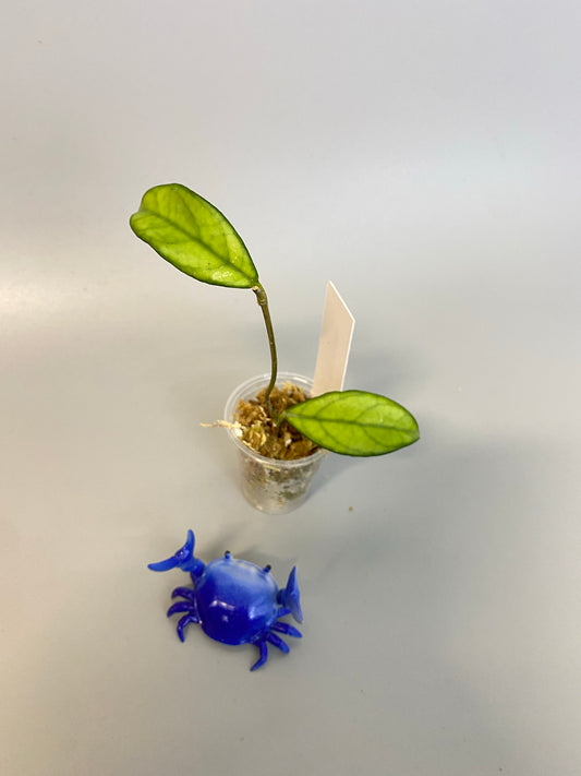 Hoya crassipetiolata - starting to root