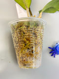 Hoya viola (deykeae x vitellina) - new growth