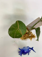 Hoya fungii - starting to root