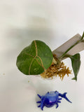 Hoya fungii - starting to root