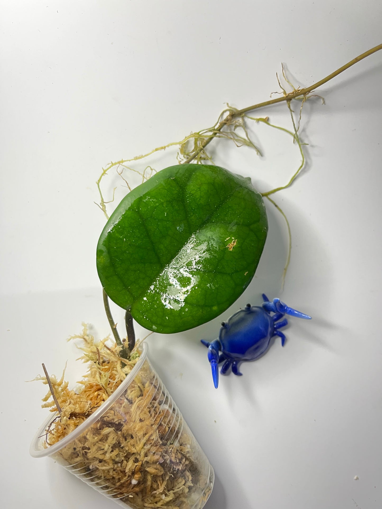 Hoya motoskei - unrooted