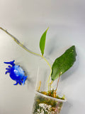 Hoya sp limbang - has roots