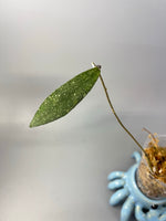 Free addon - Hoya scortechinii pink UT001- unrooted