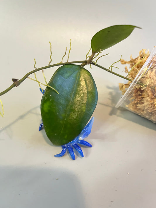 Hoya pottsii - Unrooted