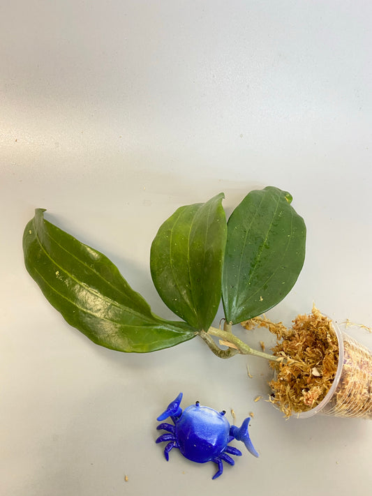 Hoya Rigida long leaf- unrooted