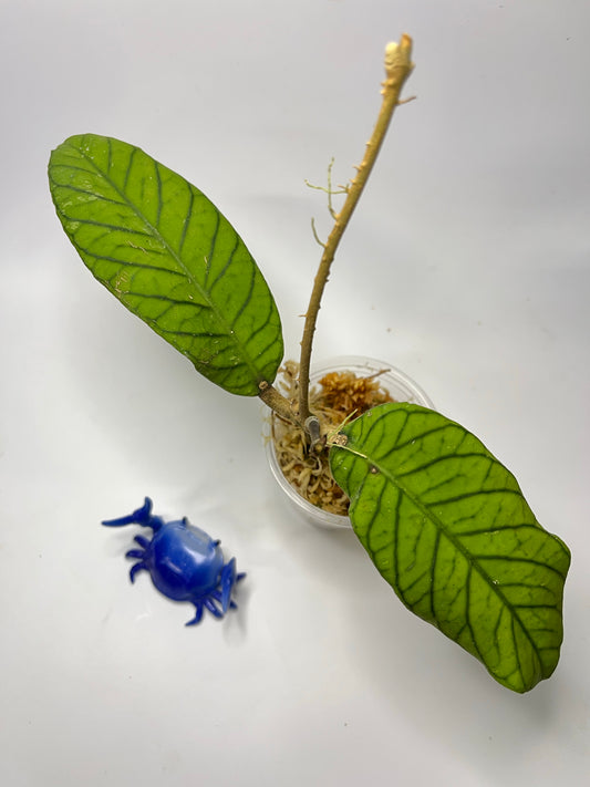 Hoya sp sabah - epc 961 - starting to root