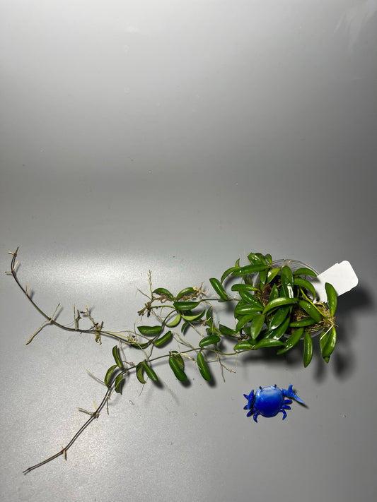 Hoya EPC 319 / PG04 / mini wayettii - has active growth