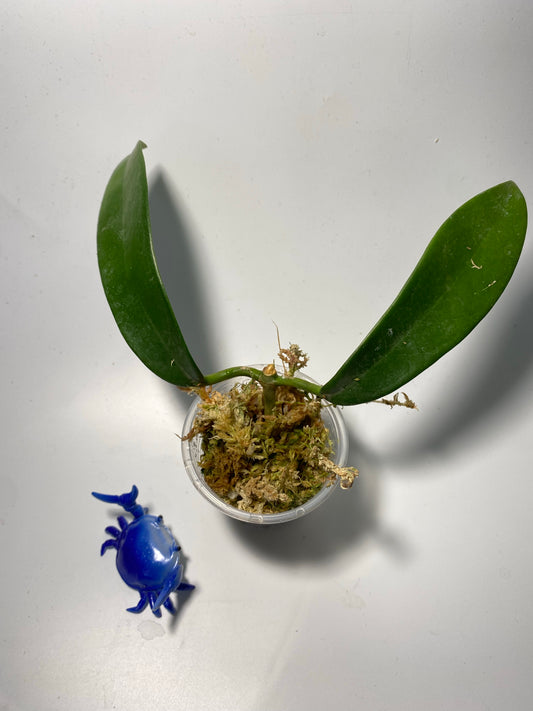 Hoya meliflua - has some roots