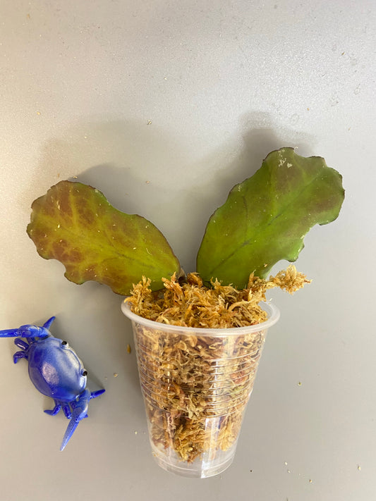 Hoya waymaniae borneo - unrooted