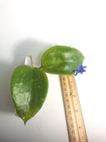 hoya macrophylla snow queen -cutting