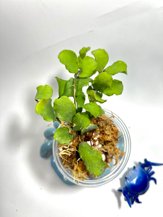 Hoya kanyakumariana - Unrooted