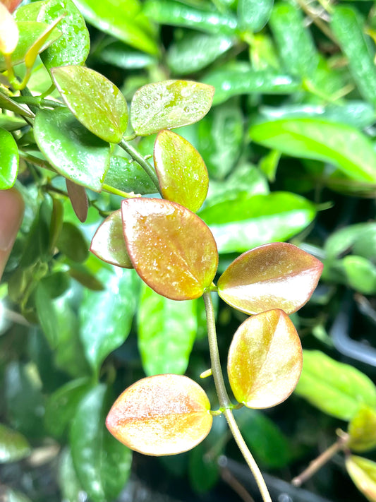 Hoya ir26 - fresh cut - 2 nodes - unrooted