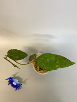 Hoya caudata big green leaf - unrooted