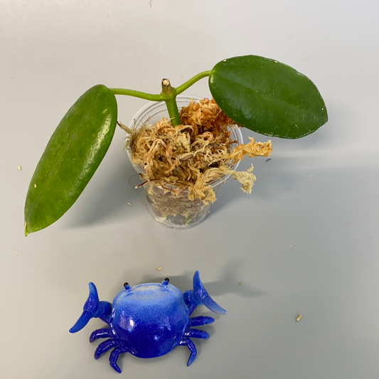 Hoya no id lost tag. Most likely optimistic - unrooted - free addon