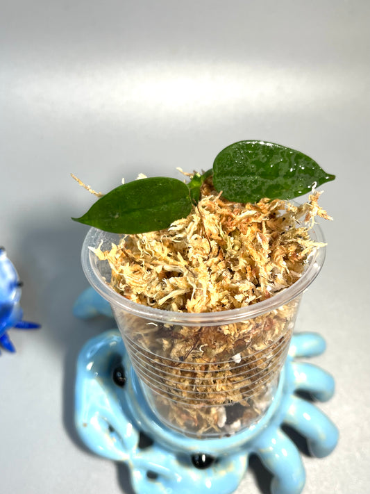 Hoya Lithophytica - Unrooted