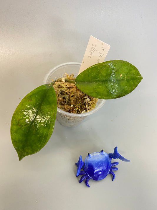 Hoya diversifolia - starting to root.