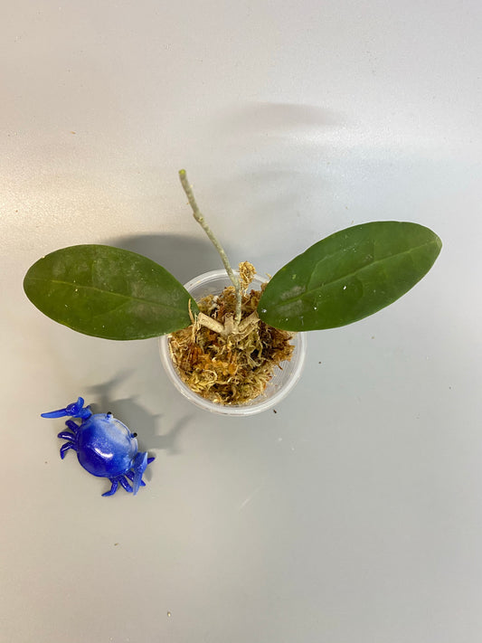 Hoya parasitica - unrooted