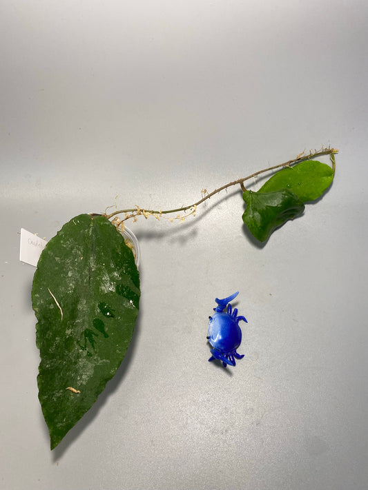 Hoya caudata big green - has roots