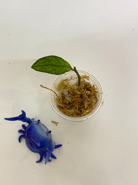Hoya crassipetiolata splash - unrooted