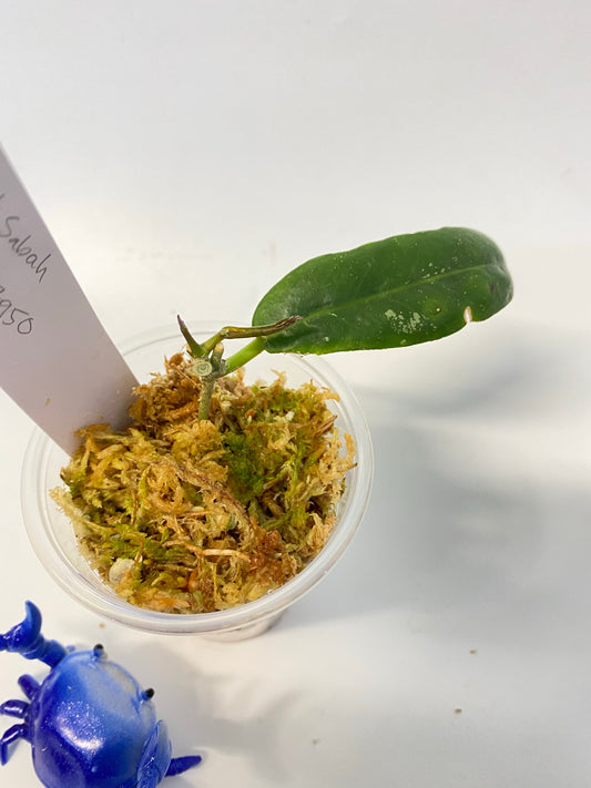 Hoya sabah - GPS - 7950 - active growth