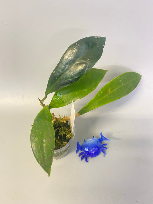 Hoya Estrella waterfall IML 1256 - has some roots