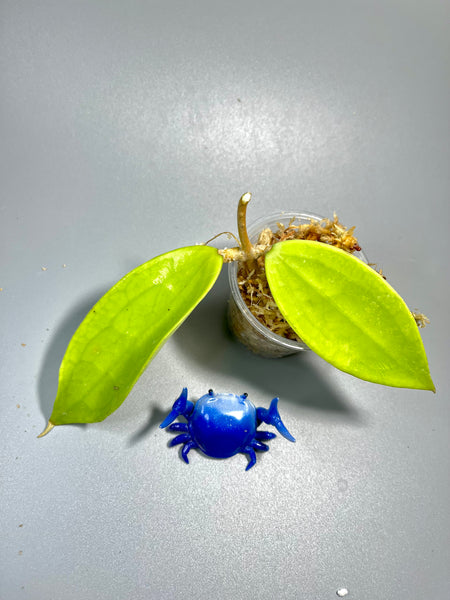 Hoya Jennifer small leaves - Unrooted