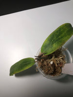 Hoya bordenii - with new growth