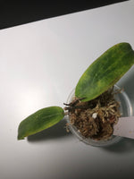 Hoya bordenii - with new growth