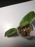Hoya bordenii - with new growth