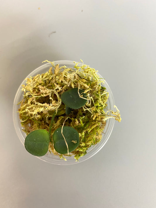 Hoya serpens with new growth