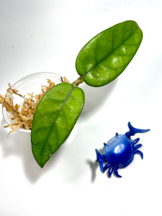 Hoya dasyantha - Unrooted