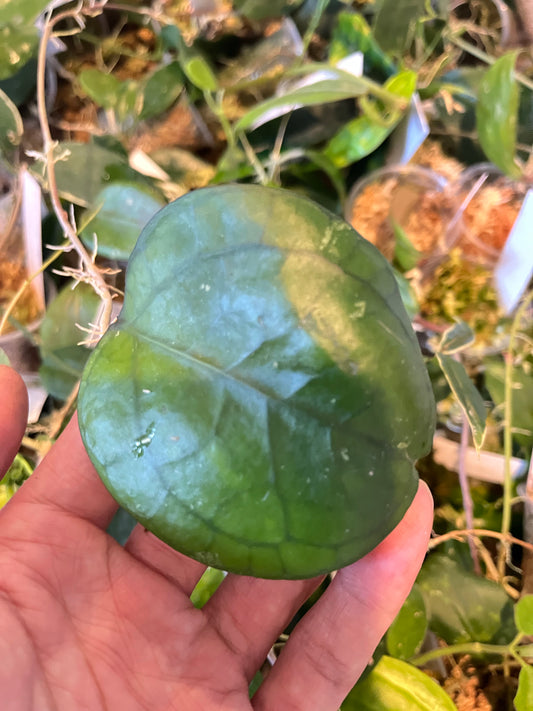 Hoya cv Ricardo - fresh cutting / 1 node / 1 leaf - Unrooted