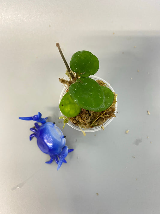 Hoya mathilde - rooted with peduncle