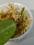 Hoya elliptica small leaf - starting to root