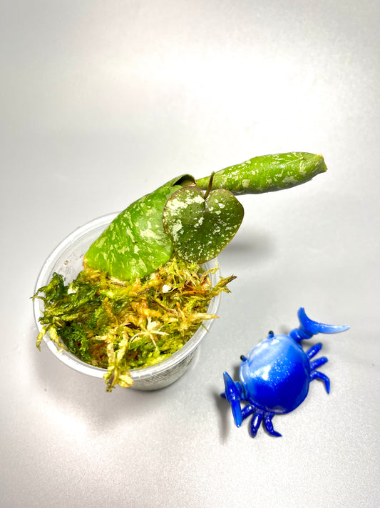 Hoya imbricata - active growth