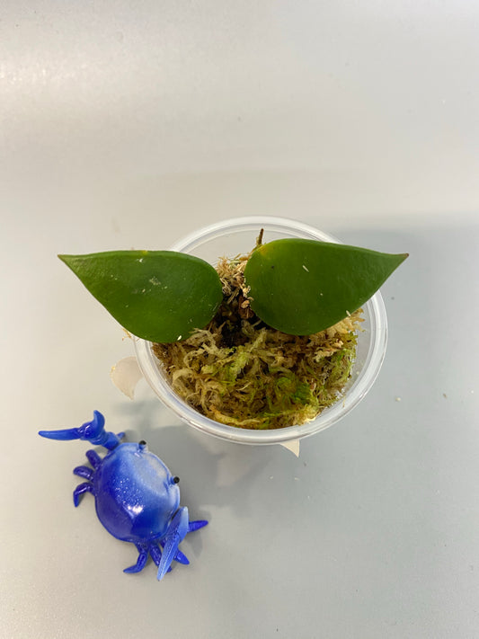 Hoya revoluta - rooted