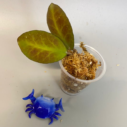 Hoya waymaniae borneo - unrooted