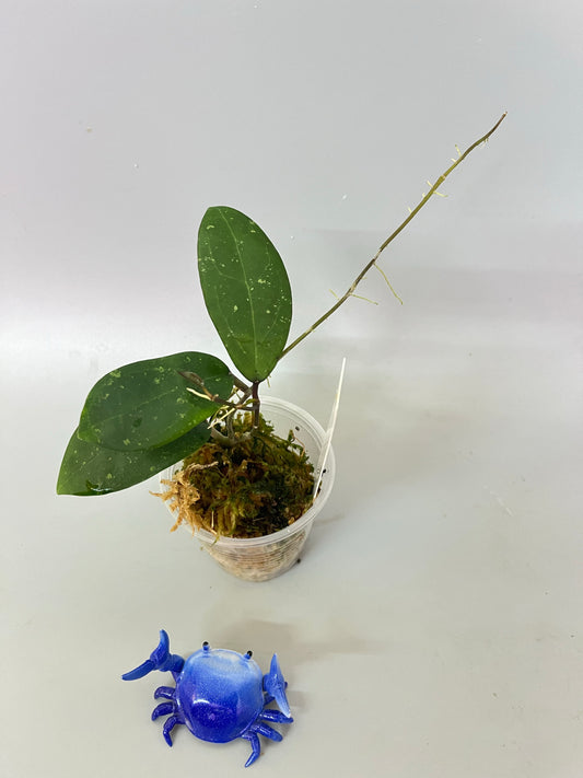 Hoya Hat Som Paen - active growth