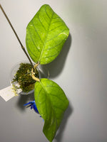 Hoya meredithii - active growth
