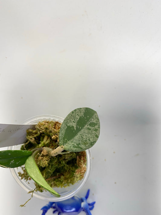 Hoya carnosa Wilbur graves (Russia)- growth point forming