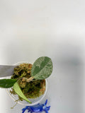 Hoya carnosa Wilbur graves (Russia)- growth point forming