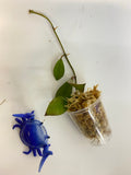 Hoya sipitangensis - unrooted