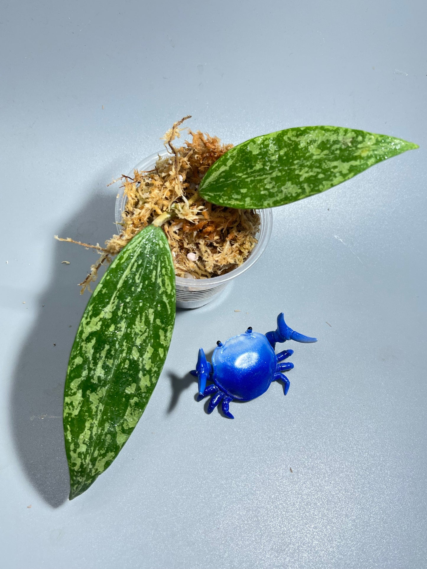 Hoya rangsan - Unrooted